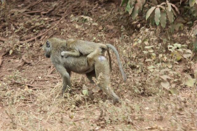 Halt dich gut fest, kleiner Anubispavian!