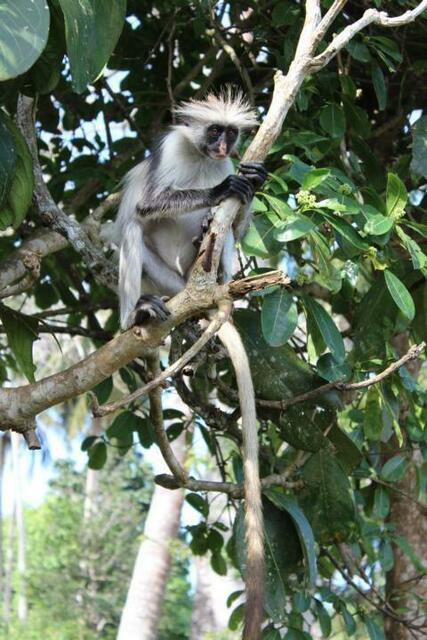 Roter Colobus-Affe schaut den Foto-Touristen zu