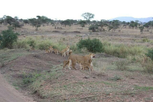 Löwinnen mit Löwenkindern in der Serengeti (1/5)