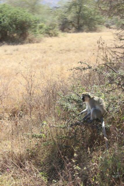 Green Monkey im Ngorongoro-Krater