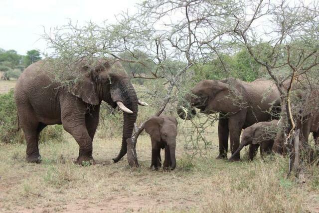 Elefantenherde in der Serengeti