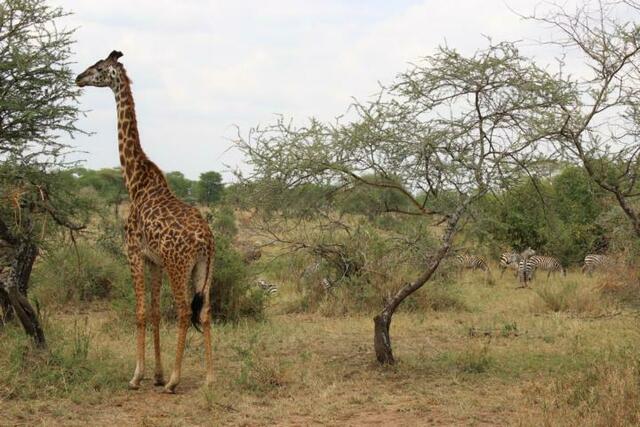 Giraffe vorne, Zebras hinten