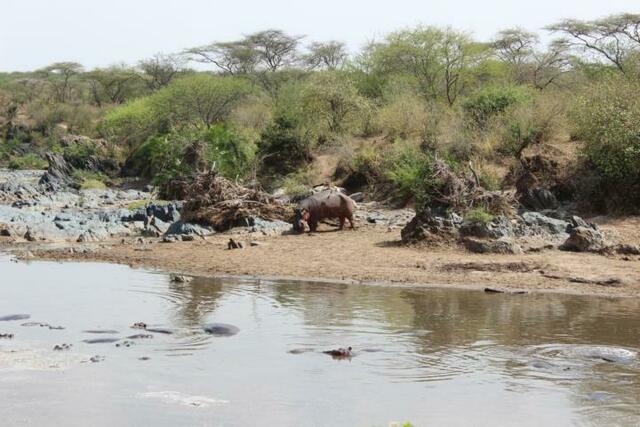 Vögel picken Ungeziefer aus einem Hippo