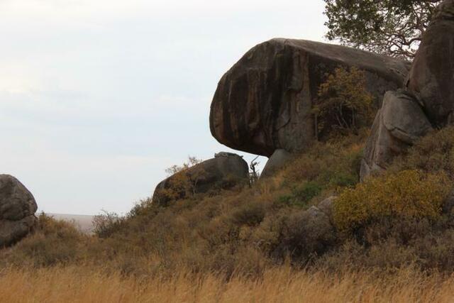 Auf den kleinen Fels in der Mitte zoomen - Leopard