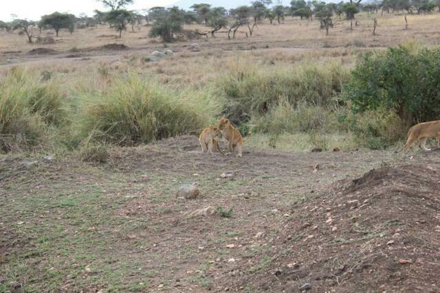 Löwenkinder spielen in der Serengeti