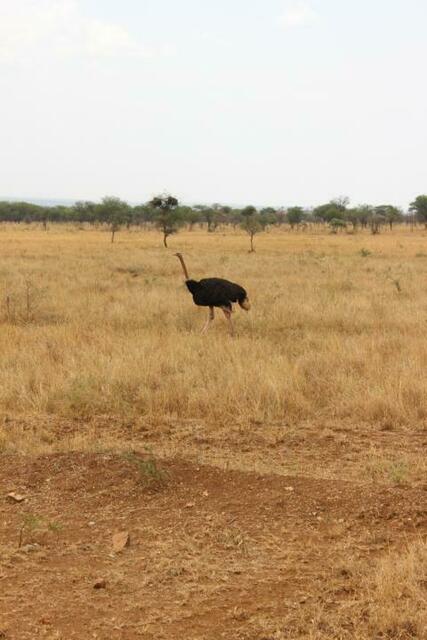 Strauß in der Serengeti