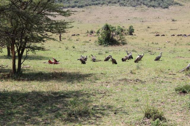Weißkopfgeier beim Festmahl
