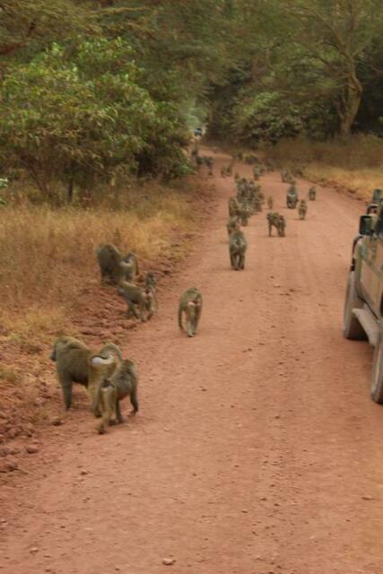 Anubispaviane im Lake Manyara Nationalpark