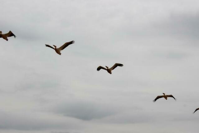 Pelikan-Geschwader im Lake Manyara Nationalpark