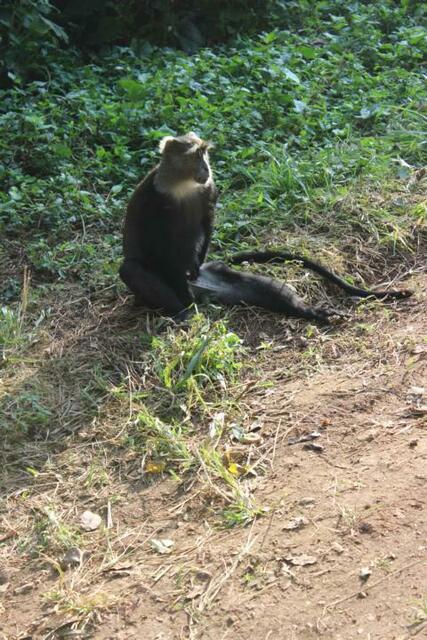 Blue Monkey im Arusha Nationalpark
