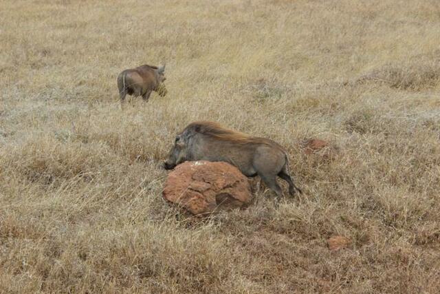 Warzenschwein schubbert sich am Stein