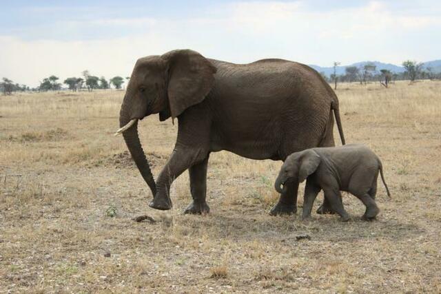 Elefant mit Baby