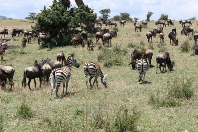Ein Gnu kommt selten allein...