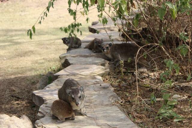 Klippschliefer-Mama mit Baby