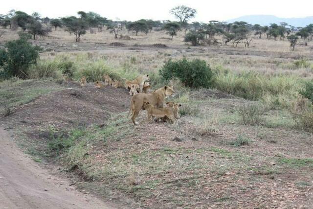 Löwinnen mit Löwenkindern in der Serengeti (3/5)