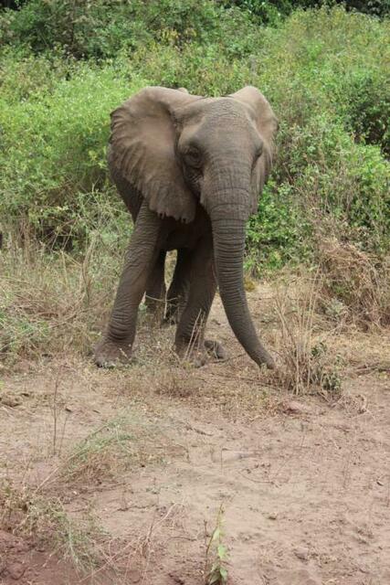 Elefant im Lake Manyara Nationalpark
