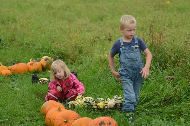 kürbisernte in Osterwald    08