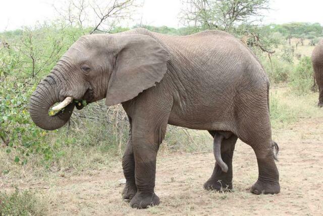 Wie groß wird ein Elefanten-Penis?