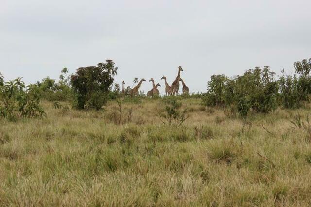 Giraffen voraus beim Spaziergang im Ngorongoro-Krater