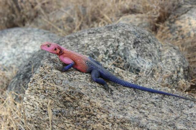 Eidechese  in der Serengeti