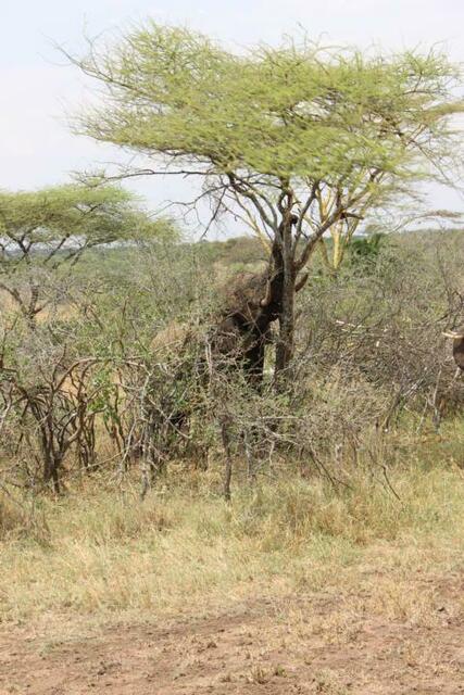 Elefanten-Leitkuh wirft Baum um (1/3)
