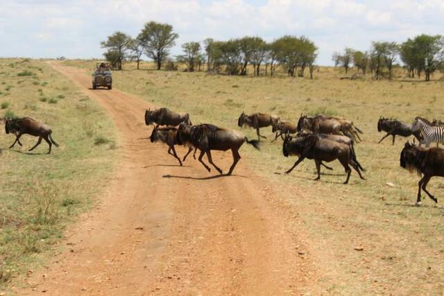 Gnuherde zieht über die Straße