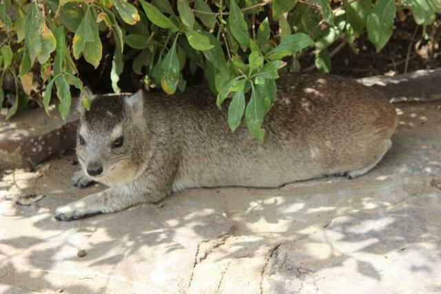 Klippschliefer sind am Serengeti-Rastplatz wohl genährt