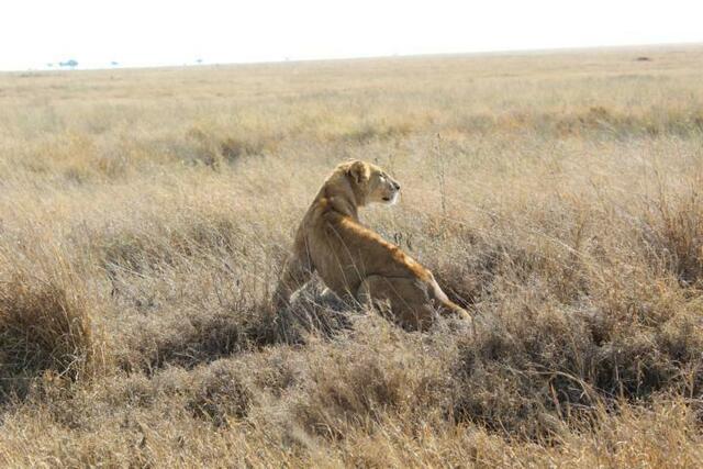 Löwin schaut aus dem Gras