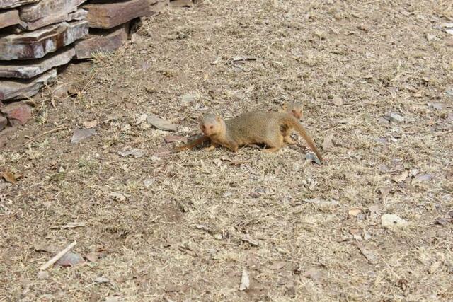 Mangusten in der Serengeti (2/3)