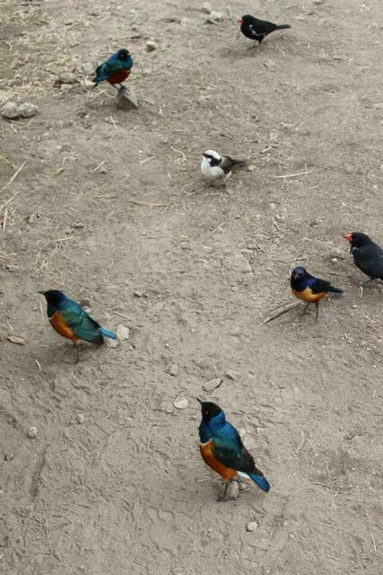 Vogel-Potpourri am Serengeti-Ausgang