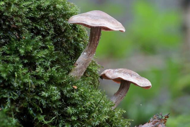 Wald-Pilze im September