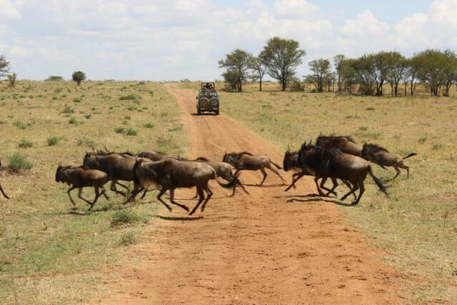Gebt nochmal Gas, ihr Gnus!