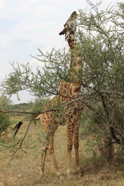 Streck dich noch ein bisschen, Giraffe!