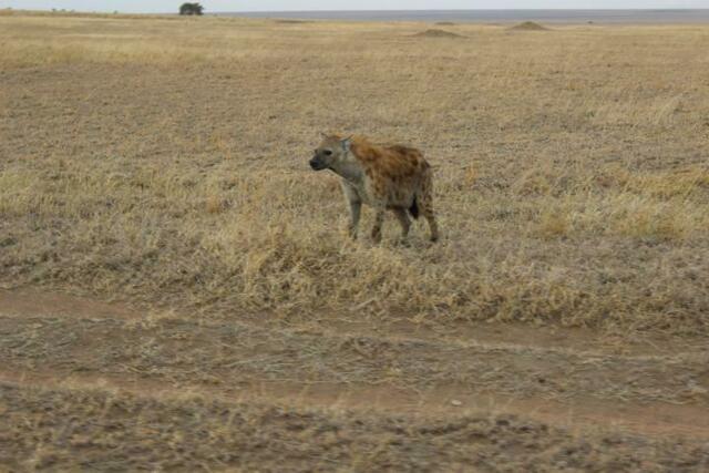 Hyäne in der Serengeti