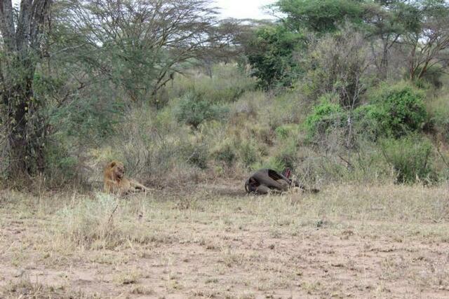 Löwe bewacht Kadaver