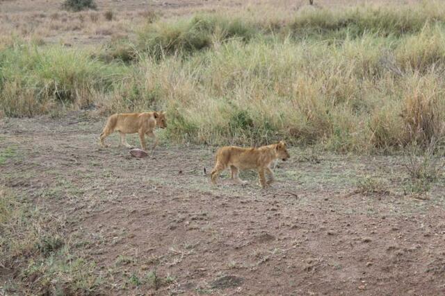 Zwei kleine Löwen in der Serengeti