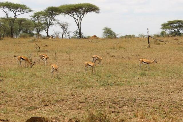 Thompson-Gazellen in der Serengeti