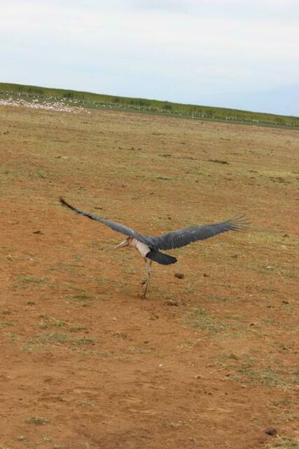 Marabu im Lake Manyara Nationalpark