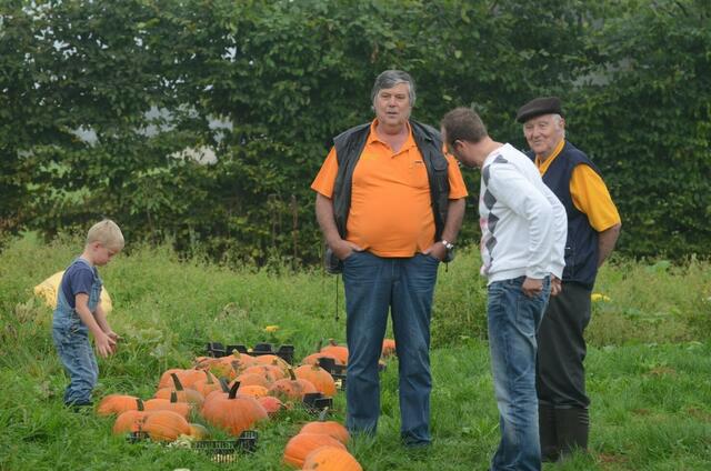 kürbisernte in Osterwald    12