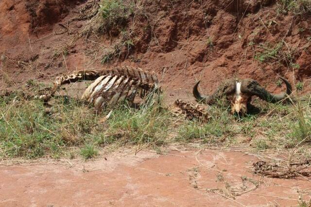Einst lag hier ein Büffel