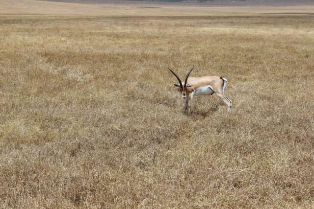 Grand Gazelle im Ngorongoro-Krater