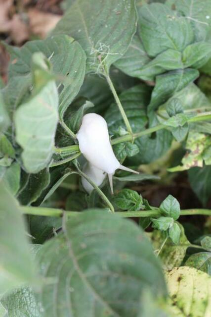 Weiße Schnecke auf der Wanderung in der Ngorongoro Conservation Area
