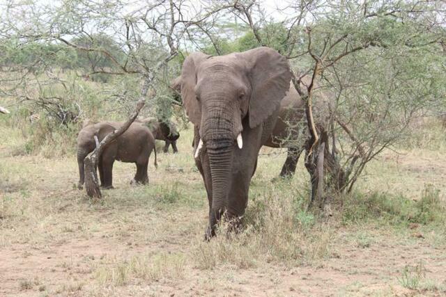 Elefant kommt auf uns zu