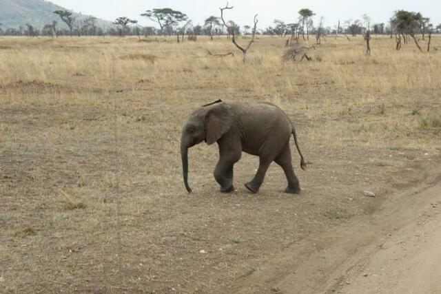 Baby-Elefant in der Serengeti