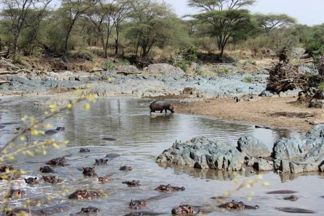 Hippo-Köpfe gucken aus dem Retina-Fluss