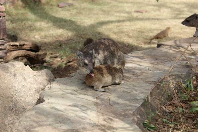 Der kleine Klippschliefer muss sauber sein.