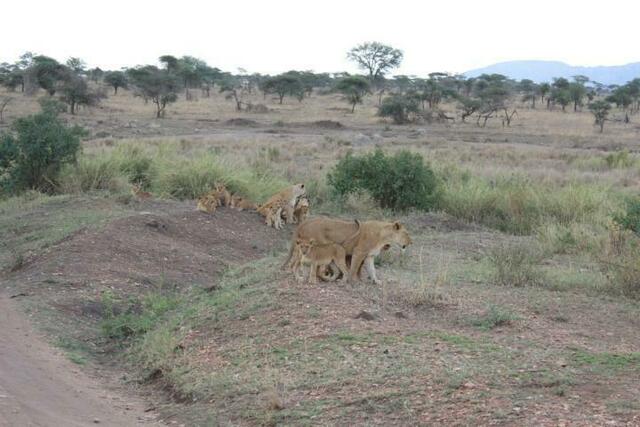 Löwinnen mit Löwenkindern in der Serengeti (4/5)
