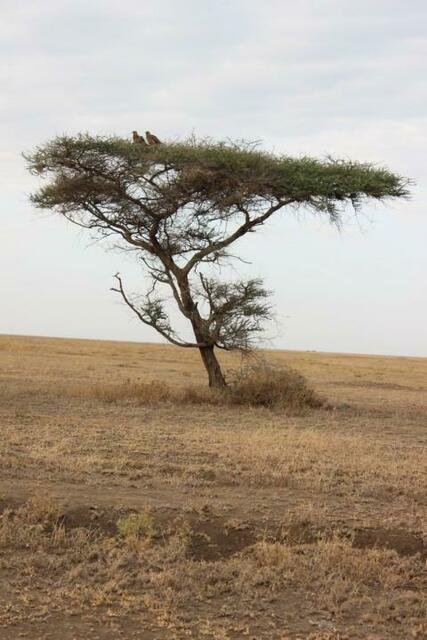 Schirmakazie mit Geiern