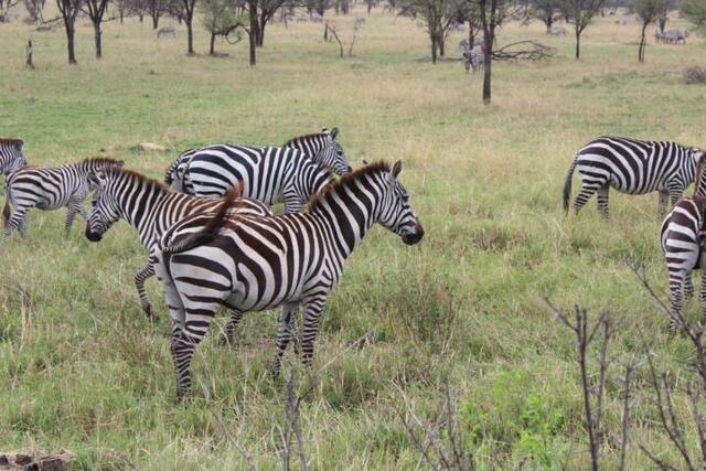 Zebras in der Serengeti