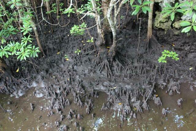 Mangrovenwald auf Sansibar